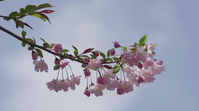 Tokyo, Japan - April 8, 2025:  Closeup of Hall's crabapple or flowering crabapple or Hanakaidou
