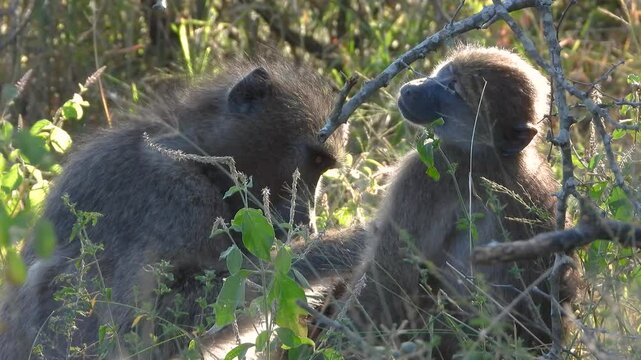 Close-up shot of baboons cleaning each other of insects in the bush at Kruger National Park