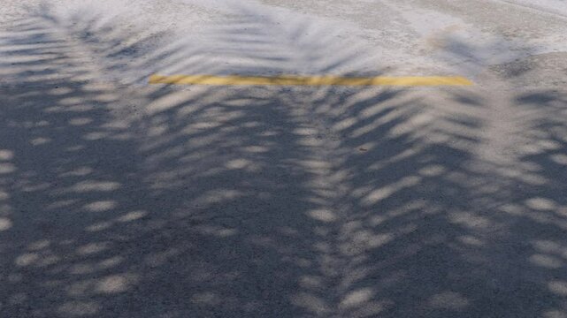 Slow motion of palm leaf shadows swaying in the wind on the road. abstract gray background
