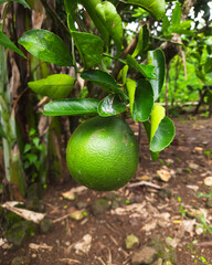 A close-up of ripe oranges growing lushly in a backyard garden. Naturally sweet and refreshingly juicy,