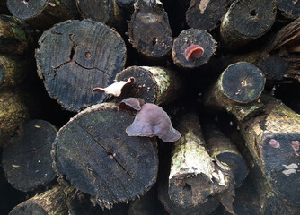A view of wild fungi growing naturally on a stack of weathered wood