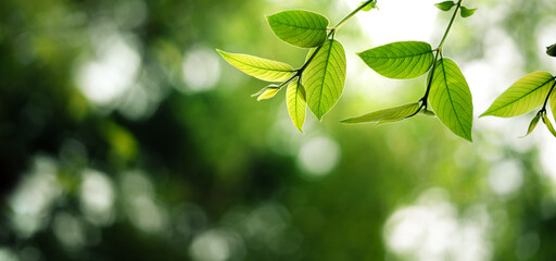 Fresh light green spring leaves and spring green background in the forest