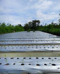 A rustic agricultural field, neatly readied for chili planting