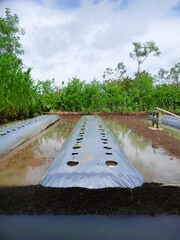Close-up of a rustic agricultural field, neatly readied for chili planting