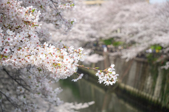 東京都 目黒川の桜