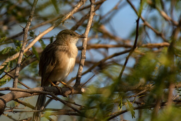 Babbler Bird Resting in Bush Shade to Avoid Harsh Sunlight at Rann of Kutch, Gujarat