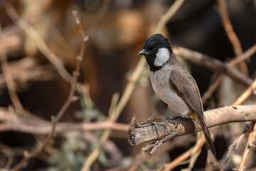 White Eared Bulbul Resting in Shade at Rann of Kutch, Gujarat