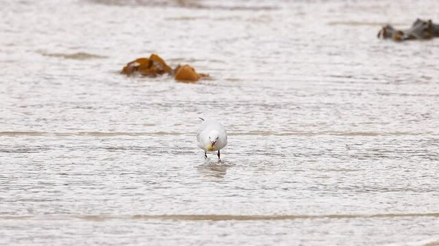 Red-Billed Gull Strolling Along Great Ocean Road Shore