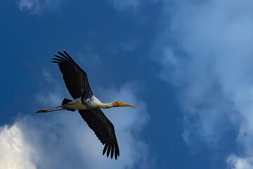 Painted Stork in Flight Over Rann of Kutch Wetlands at Daytime
