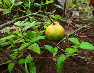 A close-up of ripe oranges growing lushly in a backyard garden. Naturally sweet and refreshingly juicy,