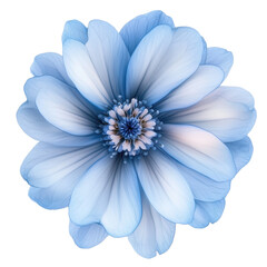 Fototapeta premium Blue flower bloom on a transparent background