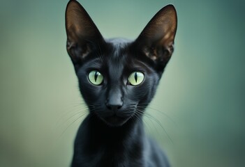 cute portrait kitty purebred realistic head face adorable black oriental eyes blue isolated green fur background shorthair illustrated cat animal kitten pet pedigree zoo big illustration ear eye