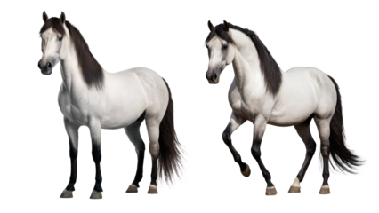 White Majestic Horse Isolated on Transparent Background