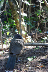 Close-Up of a Brown Wild Bird Standing on the Forest Floor in Natural Light