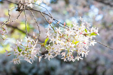 cherry blossom tree branch in spring
