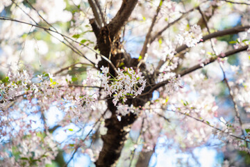 cherry blossom tree in spring close up