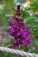 deep purple lilac flowers close up next to rope
