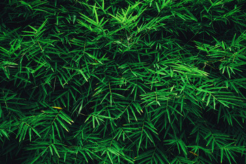 Tropical bamboo plants growing wild, with green leaves and bushes in a forest background.