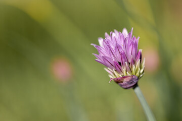Close-up of a blossom of a chive plant (Allium schoenoprasum)