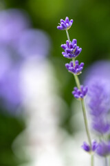 Close-up of a stalk of blue lavender (Lavandula angustifolia) with buds