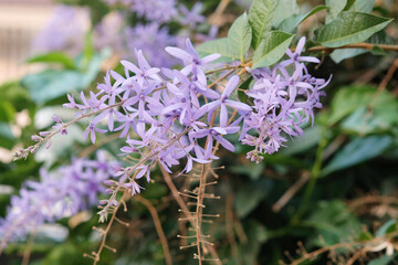 Flowers of Petrea volubilis. Queens Wreath, Bluebird Vine, Sandpaper Vine, Purple.
