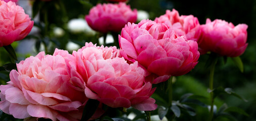 Close-up of  pink and red peony blossoms in full bloom - paeonia