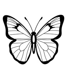 butterfly vector illustration