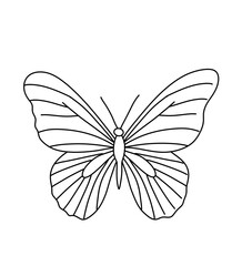 butterfly vector illustration