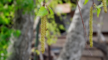 Obraz premium Spring has come, the birch has blossomed.