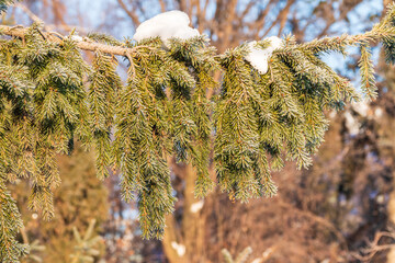 Green fir branches in winter covered with snow