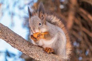 Fototapeta premium The squirrel with nut sits on tree in the winter or late autumn