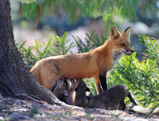The mother fox nursing her babies in the forest, Canada