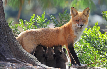 The mother fox nursing her babies in the forest, Canada