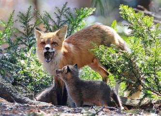 The mother fox shows her prey to the baby in the forest, Canada