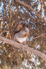 The squirrel with nut sits on tree in the winter or late autumn