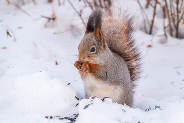 Portrait of a squirrel in winter on white snow background