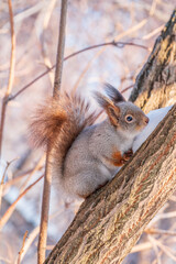 Squirrel in winter sits on a tree trunk with snow