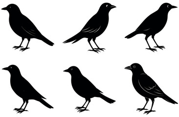 Fototapeta premium Crow and Raven Silhouette Vector Set | Black Perching Bird Clipart Icons | Dark Themed Wildlife Illustrations for Halloween Art, Spooky Designs, Mystery Decor, Tattoos, and Gothic Projects