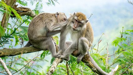 Macaca fascicularis (kera ekor panjang, monyet ekor panjang, long-tailed macaque, crab-eating monkey, cynomolgus macaque) looking for fleas