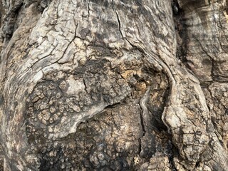 Abstract background of the tree's bark