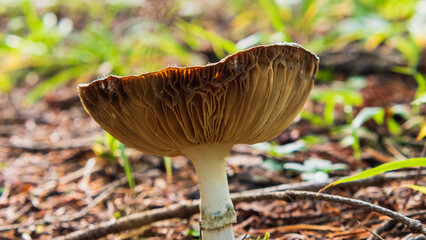 A close-up view of a large, brown mushroom showcasing intricate gills beneath its cap. It's surrounded by green grass and forest floor debris, capturing nature's beauty.