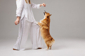 Corgi performs trick, standing on hind legs with paws on owner, eager for a treat.