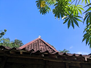 The roof of the house and the bright blue sky have green jatropha multifida leaves. 