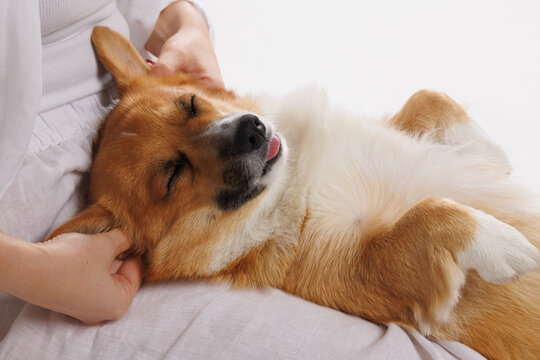 Corgi dog resting on lap with eyes closed, feeling happy and calm while receiving gentle massage.