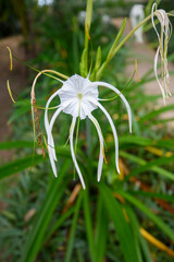 exotic white flower from Fiji