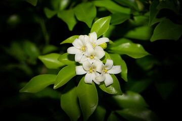 Orange Jasmine flower at night time, dark background