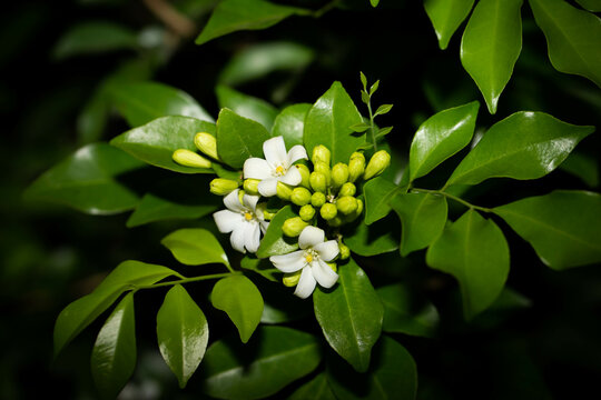 Orange Jasmine flower at night time, dark background