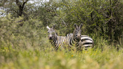 Herd of Zebras at Serengeti National park, Tanzania