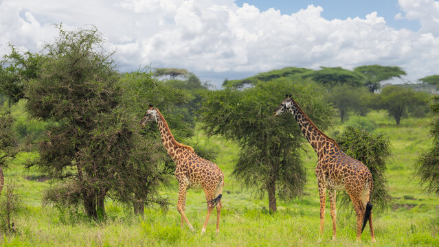 Two Giraffes at Serengeti National park in Tanzania.