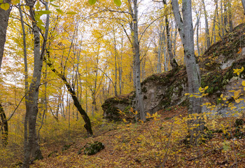 woodlands, autumn colors in nature, plants on a sunny day, a park, a walk through the countryside and forest expanses